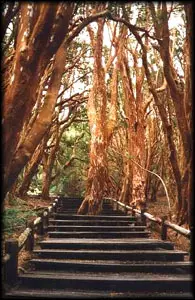 Parque Nacional Los Arrayanes